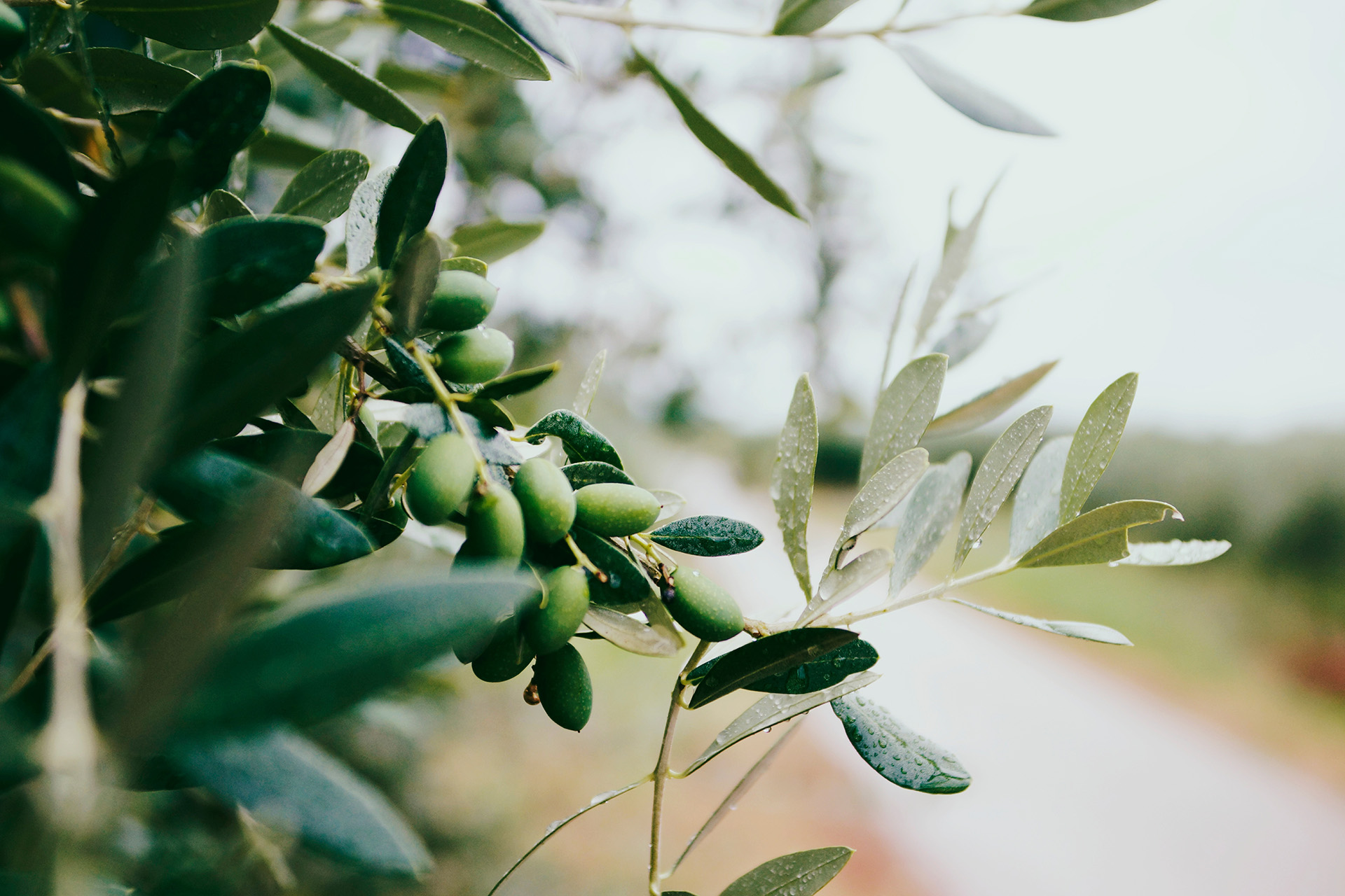 Ramo di olivo con frutti